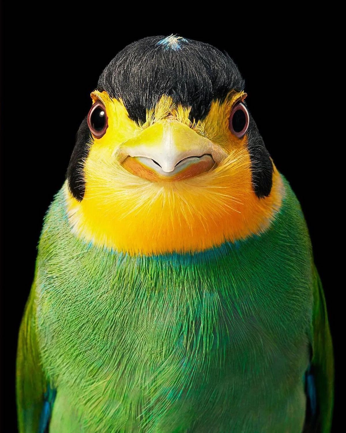 Bird Photography by Tim Flach