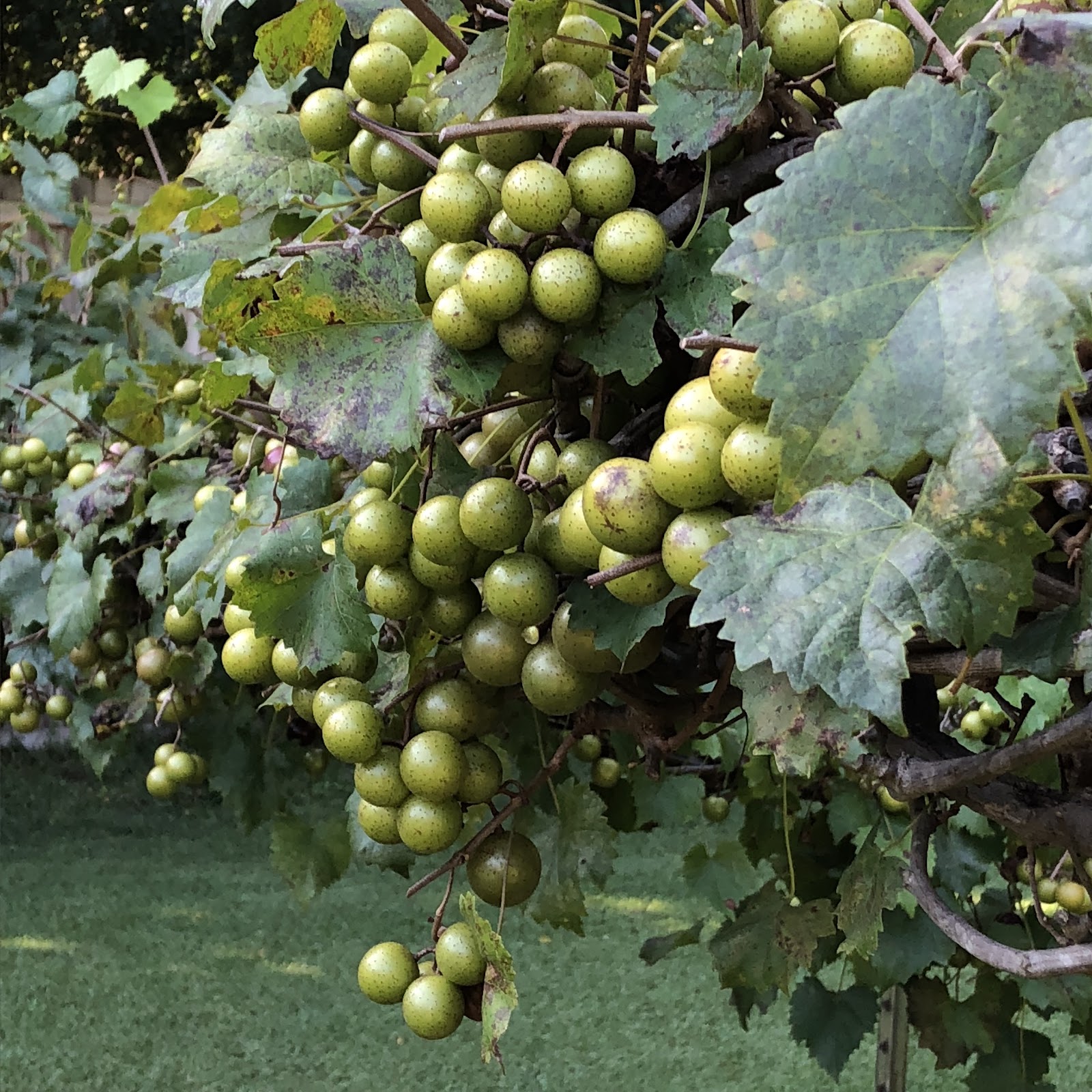 4 u-pick vineyards to find muscadine grapes and wine around Birmingham