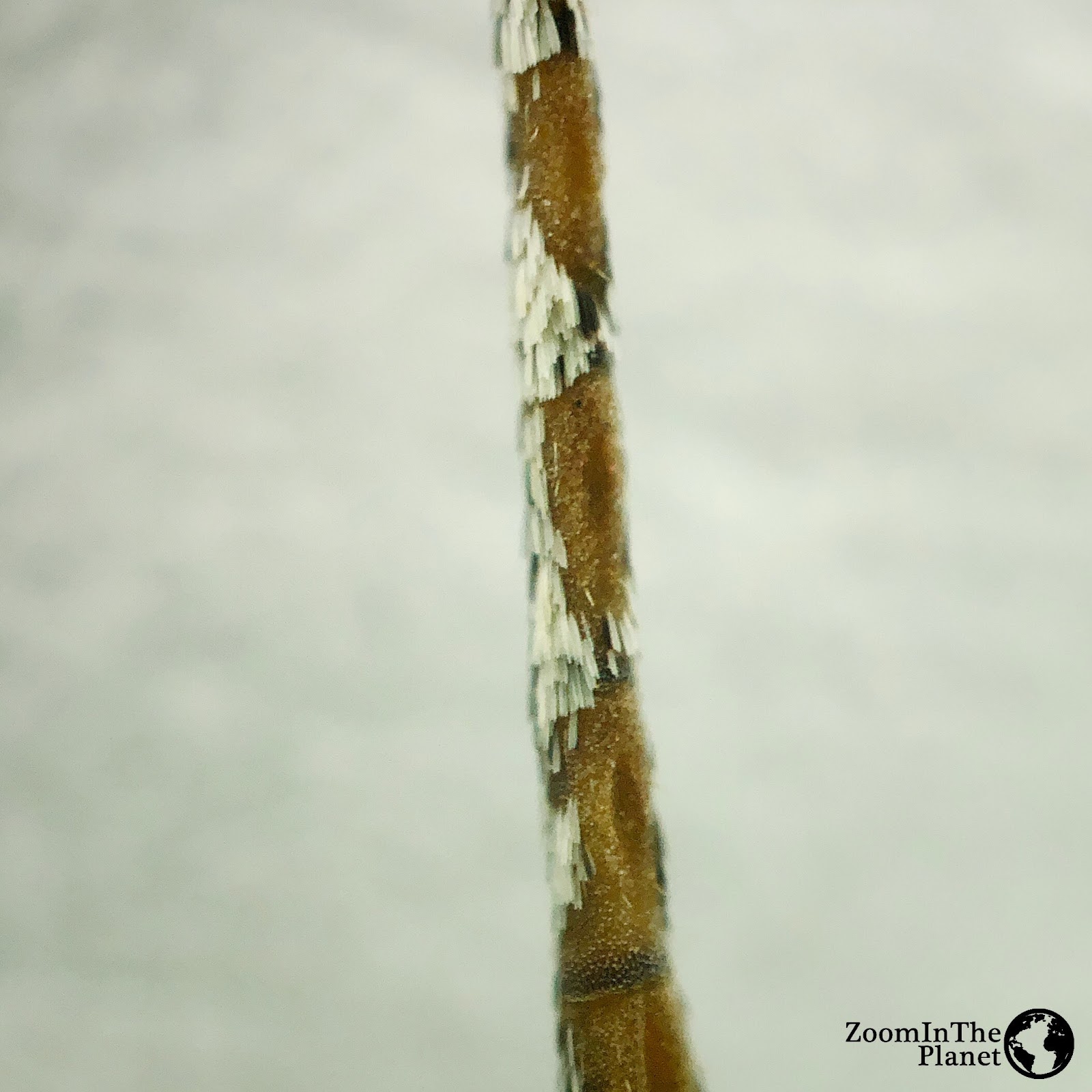 Pieris Rapae (Cabbage White) Antennae