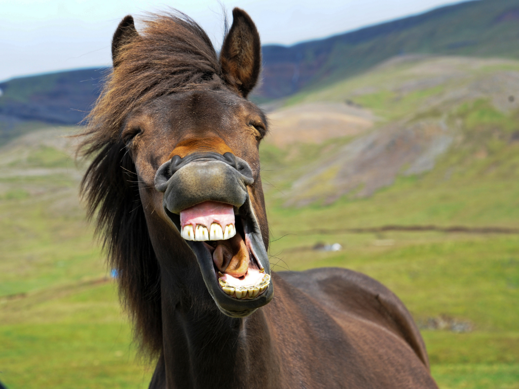 Funny horse laughing
