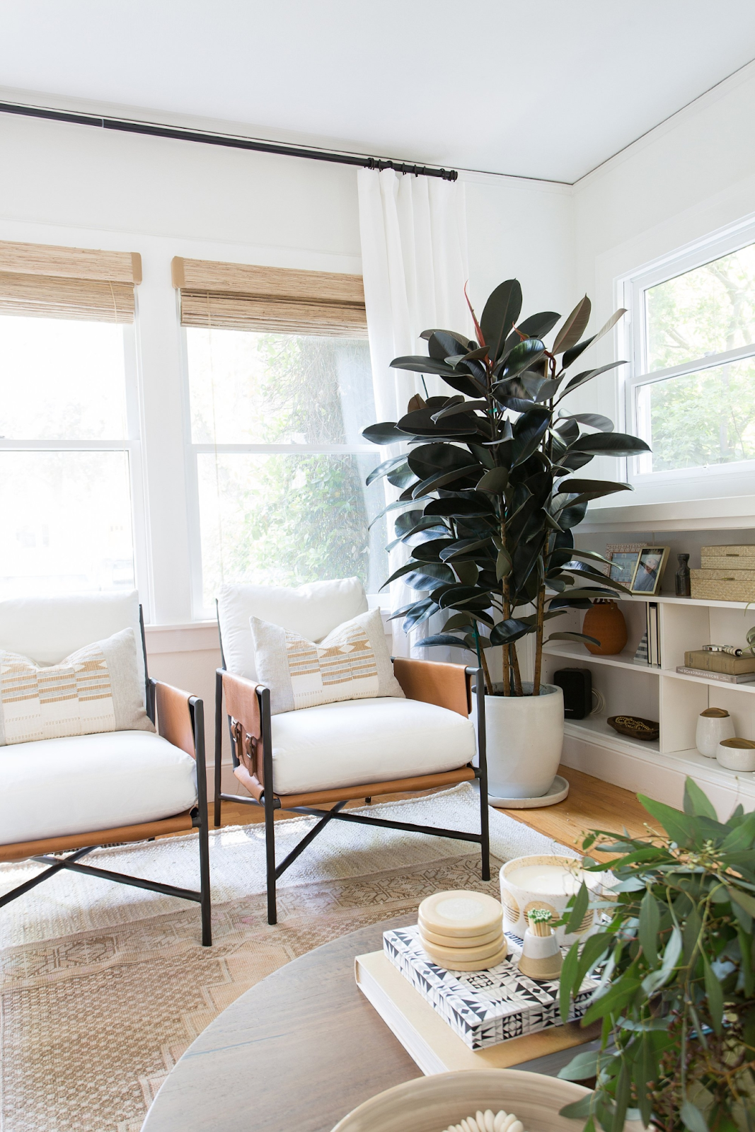 Lush and giant rubber plant in a corner of a living room