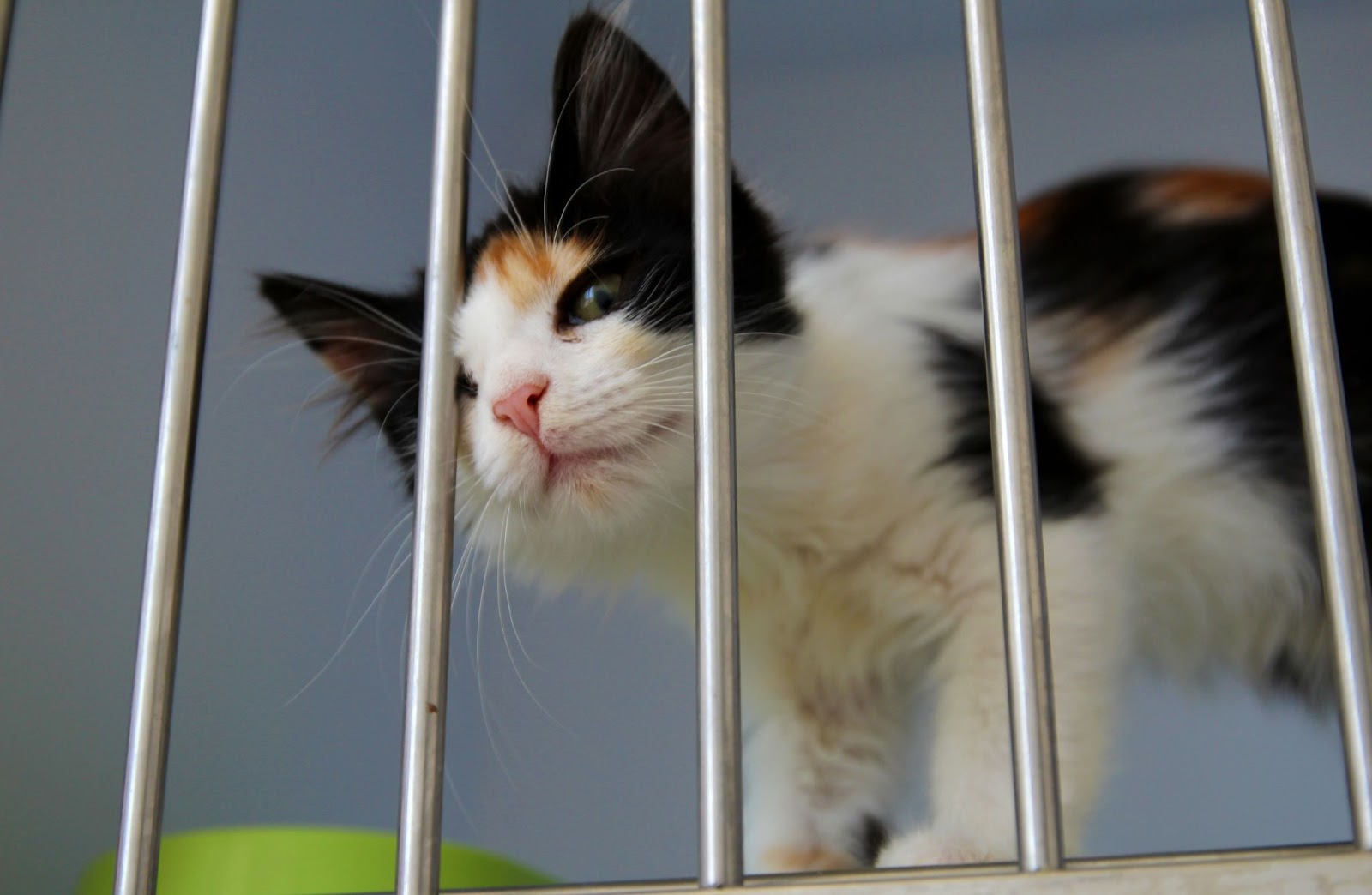 Adopt a stray cat from a shelter