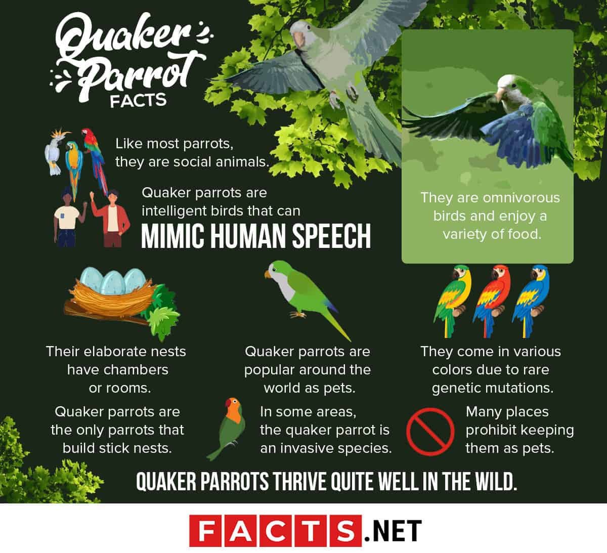 Quaker Parrot Facts Infographics