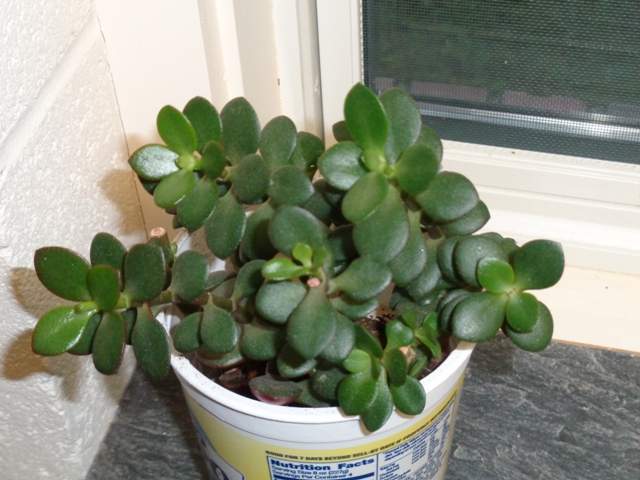 jade plant 02.jpg