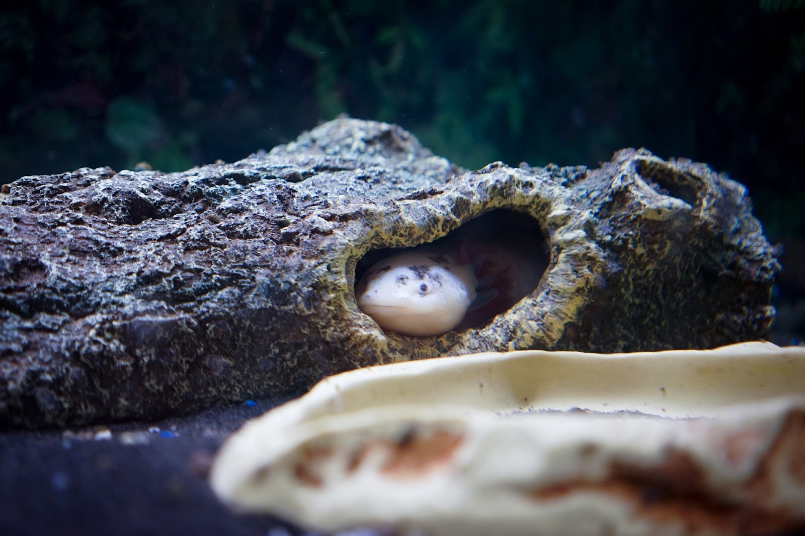 Axolotl hiding in a log