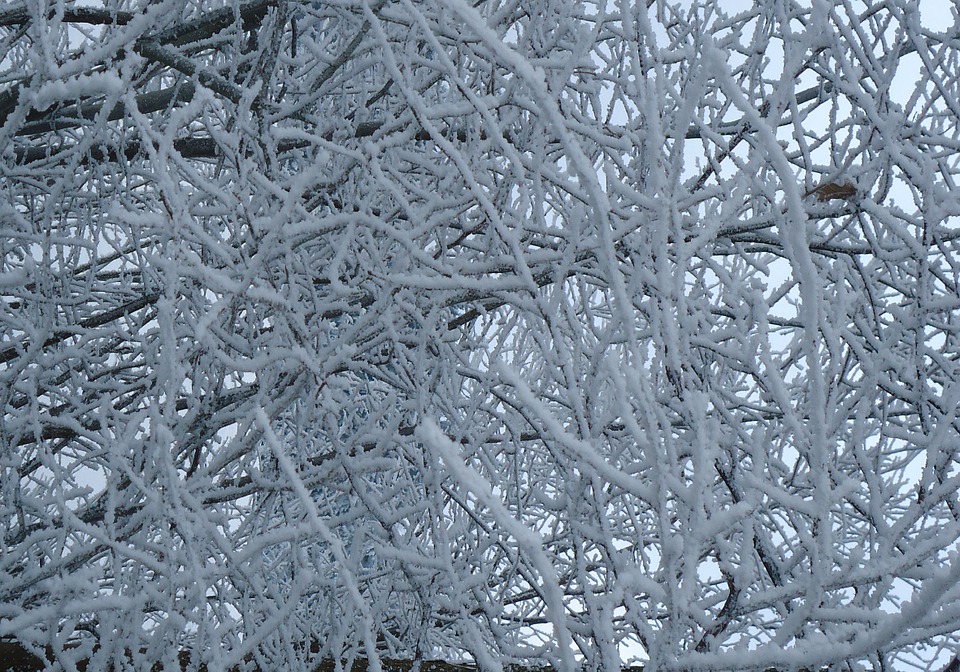 Snow, Winter, Aesthetic, Tree,