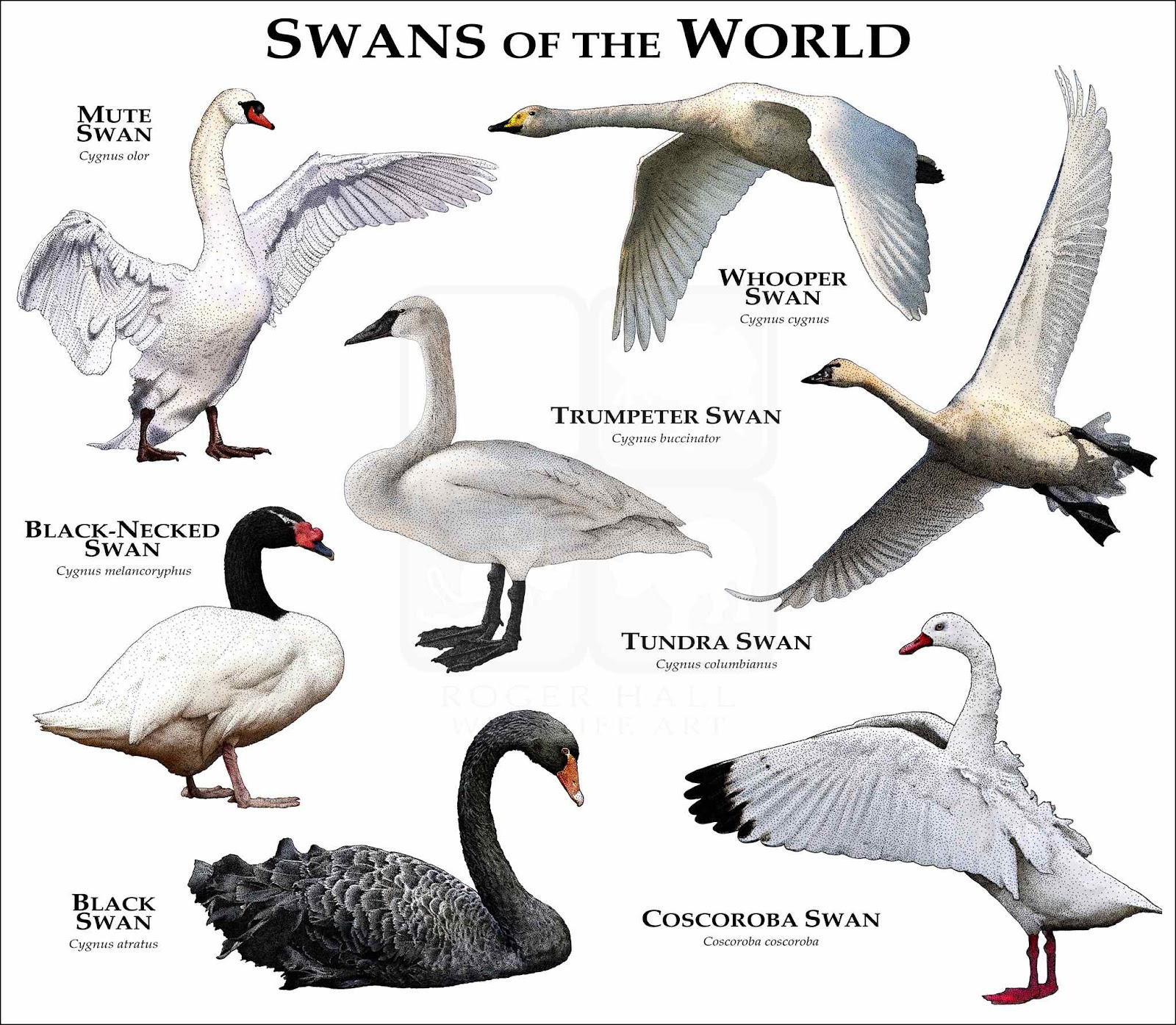 Swans of the World Poster Print - inkart
