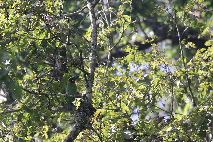 Black-banded Barbet, endemic for Java