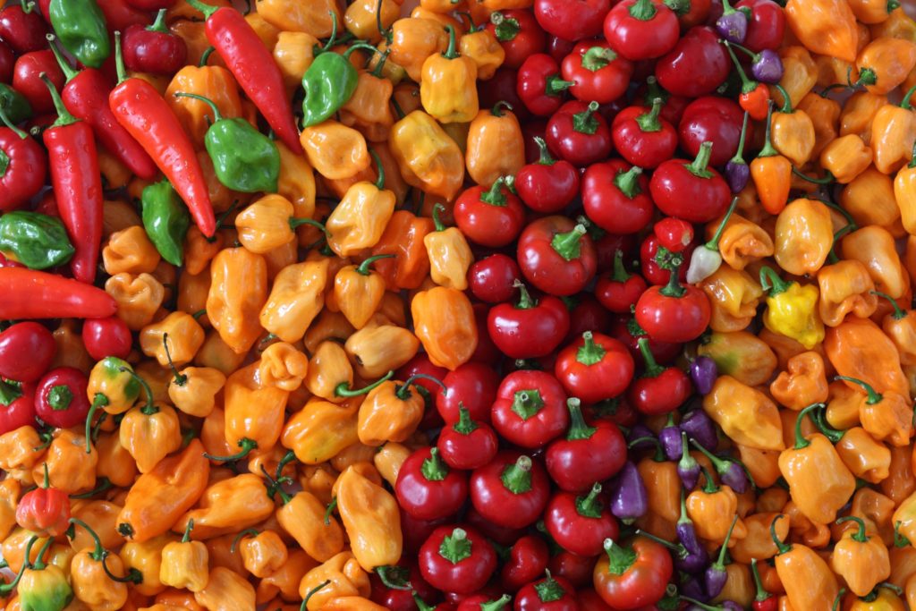 Varieties of Summer Peppers 