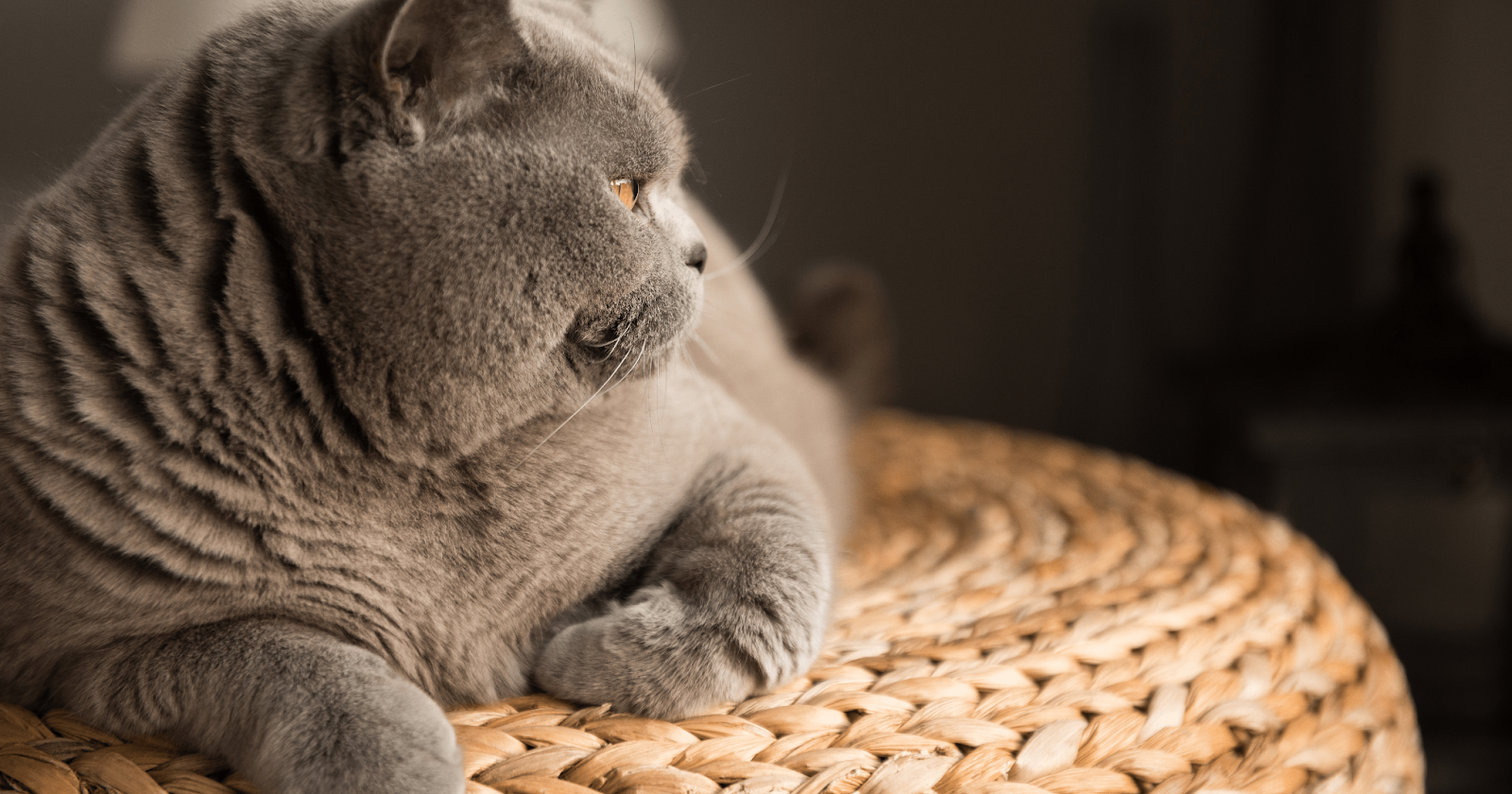 Large grey British Shorthair cat laying on wicker stool 