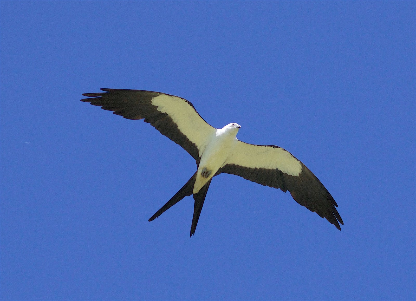 A white bird with a black outline on its wings and bodies, with a v-shaped tail flying overhead