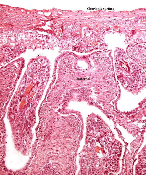 Surface of the immature placenta.