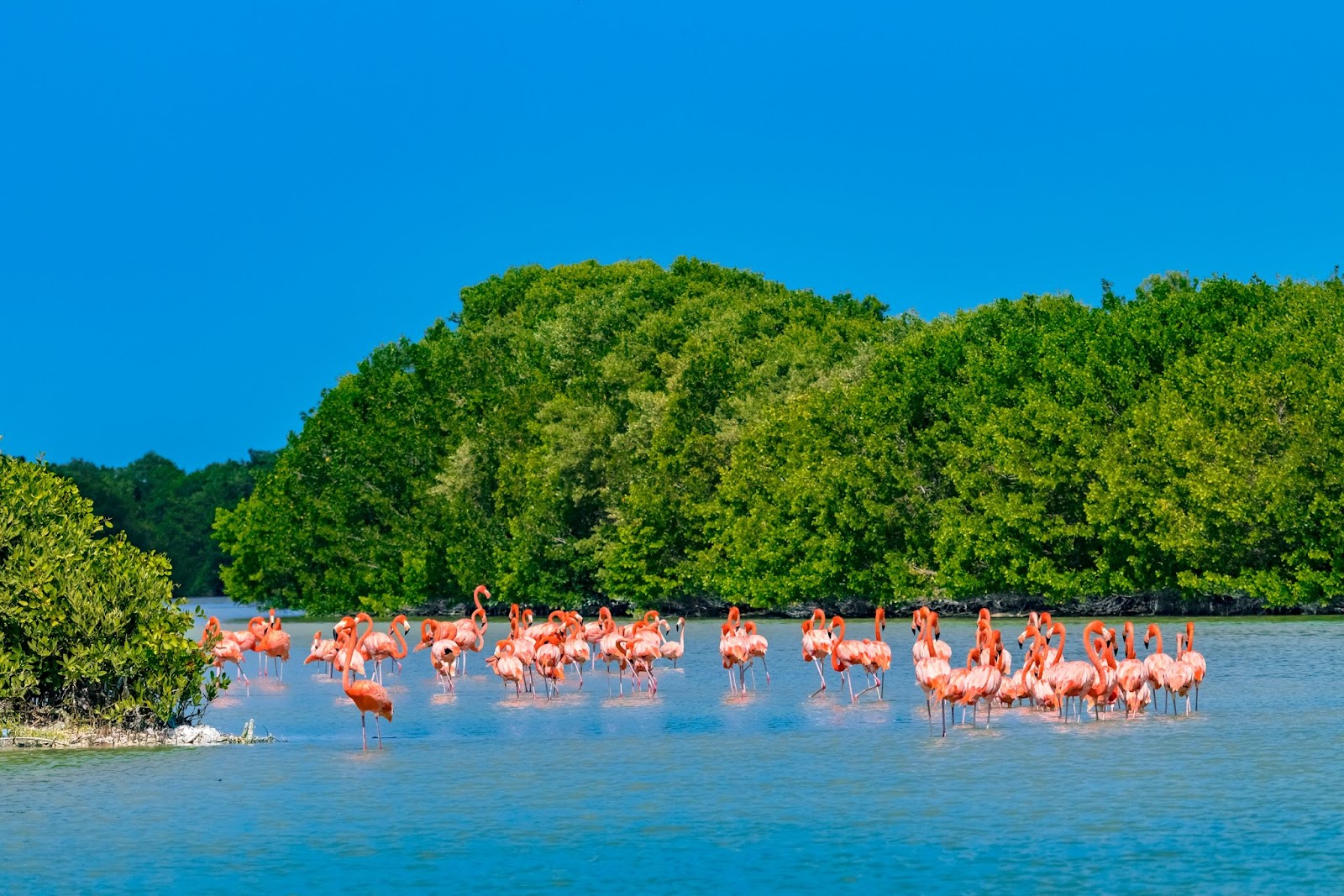 Flamingos Telchac puerto Terrenos residenciales