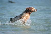 Swimming is a good activity for overweight dogs with osteoarthrosis