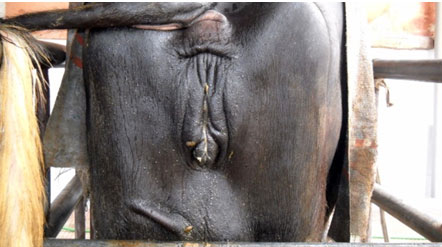 A buffalo with endometritis with mucoid vaginal discharge.