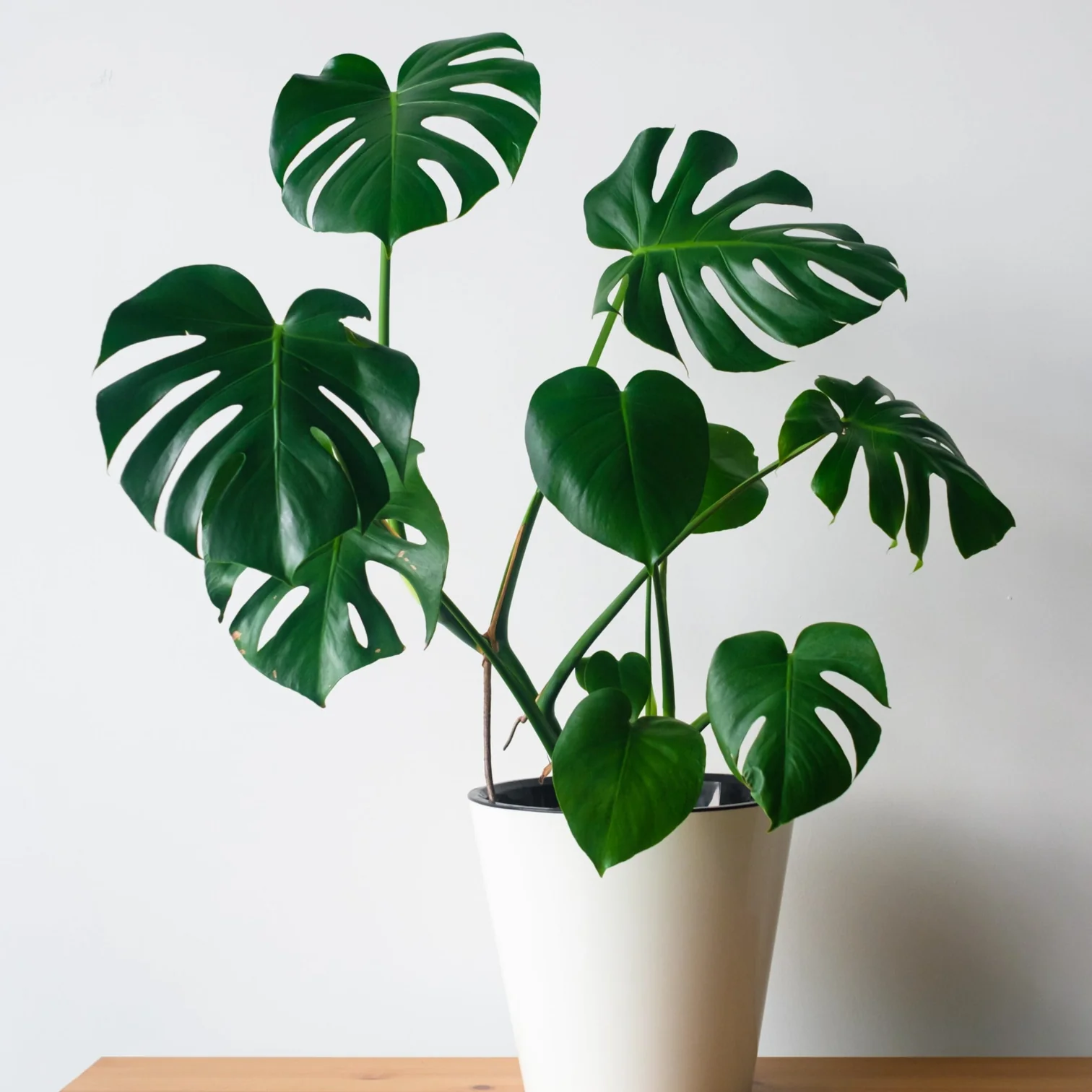 Monstera (Monstera deliciosa)