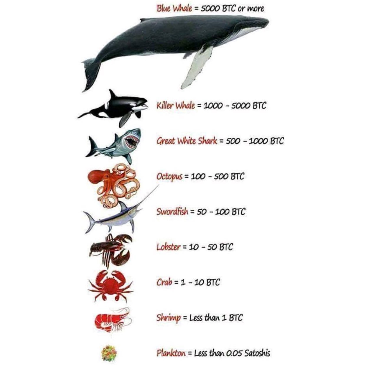 Analyse en chaîne BTC : les crevettes achètent du BTC plus rapidement qu'au plus fort du marché haussier de 2017