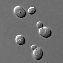 A microscopic picture of small buds off of unicellular yeast cells show asexual reproduction.