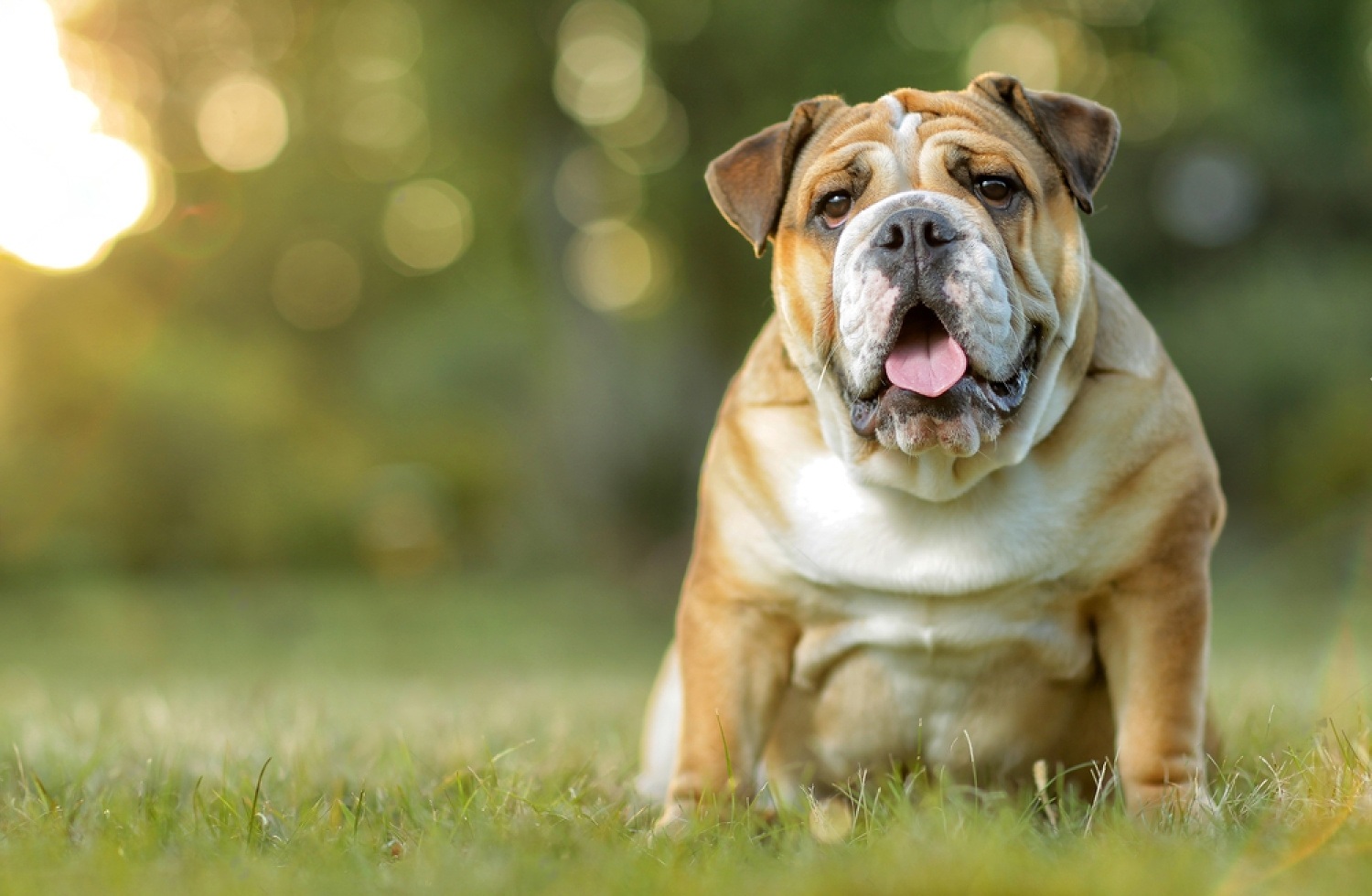How Long Does A English Bulldog Live? 3 9 c7FcHb 92f1DbwPnZNdIR9ltGLSy8BJC0dQmr8NZBdhIkNJSYy6bgp D6ojz NEjFEOymDT78ofTQlT1hD2