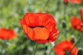 Image result for remembrance day england