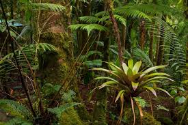 Image result for rainforest