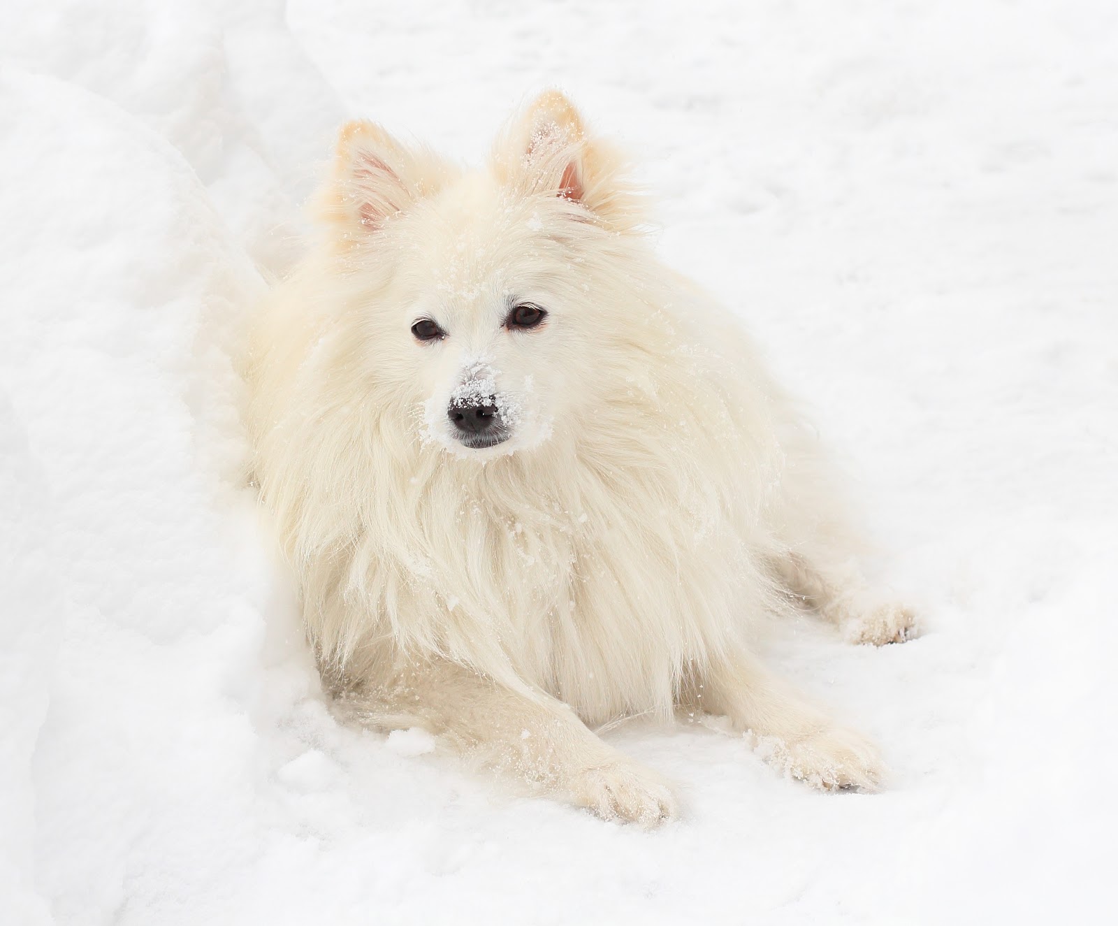 A mini american eskimo dog laying in the snow