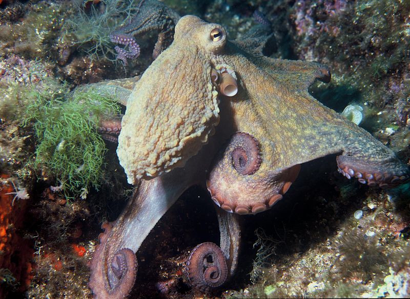 File:Octopus vulgaris 2.jpg