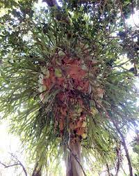 These ferns may be the first plants known to share work like ants | Science  News