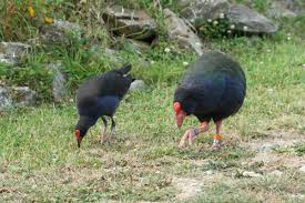 Image result for Takahe