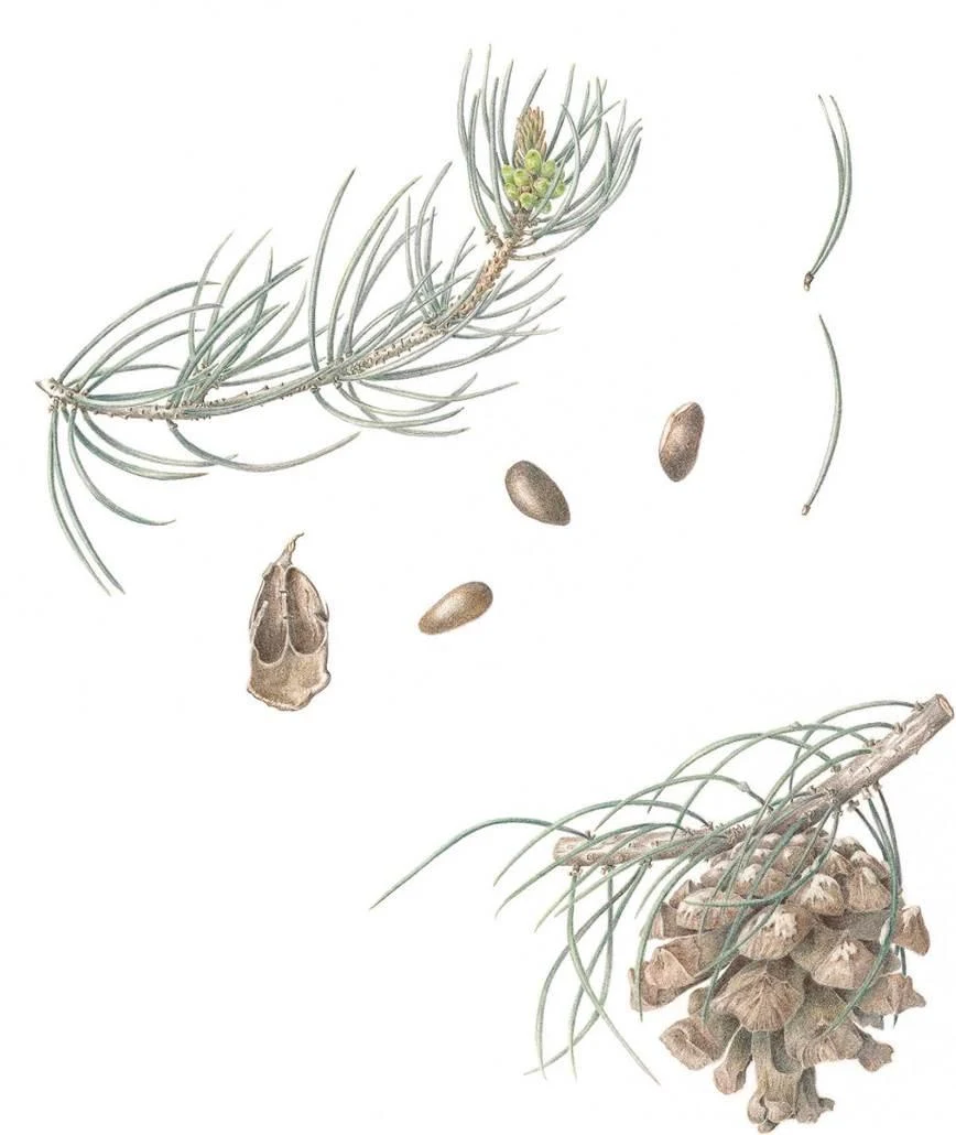 D:\0 wd yedek\acr yedek\1 film indirme\botanicheskaya_illyustraciya2_files\image214.jpg