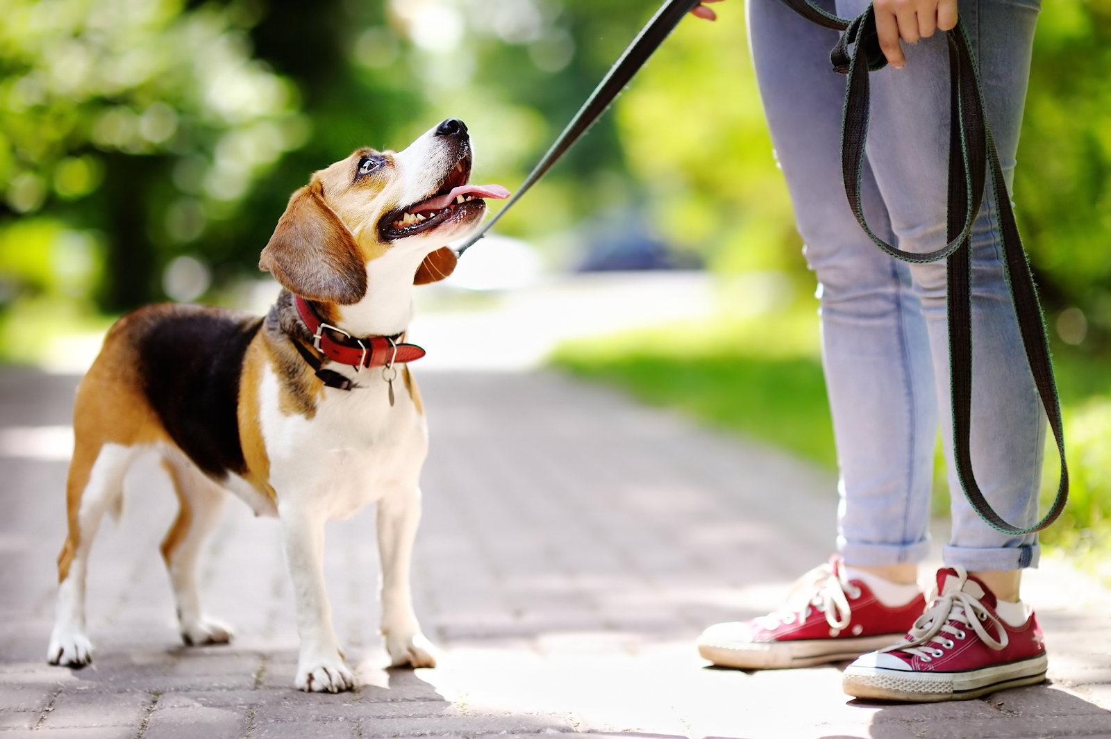 HOW TO CHOOSE THE RIGHT LEAD FOR YOUR DOG