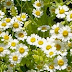 Hạt Giống Cúc Feverfew - Tanacetum parthenium