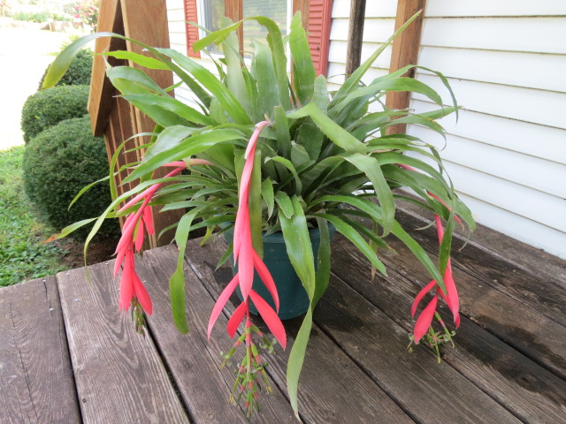 Queen’s Tears (Billbergia nutans)