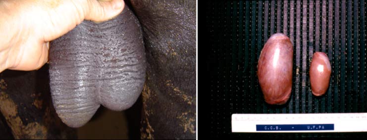 Unilateral testicular hypoplasia in a buffalo bull (before and after castration; photos courtesy Prof. William Vale).