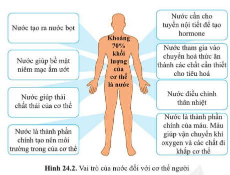 Câu hỏi trang 113 SGK TN&XH 7 CD tập 1