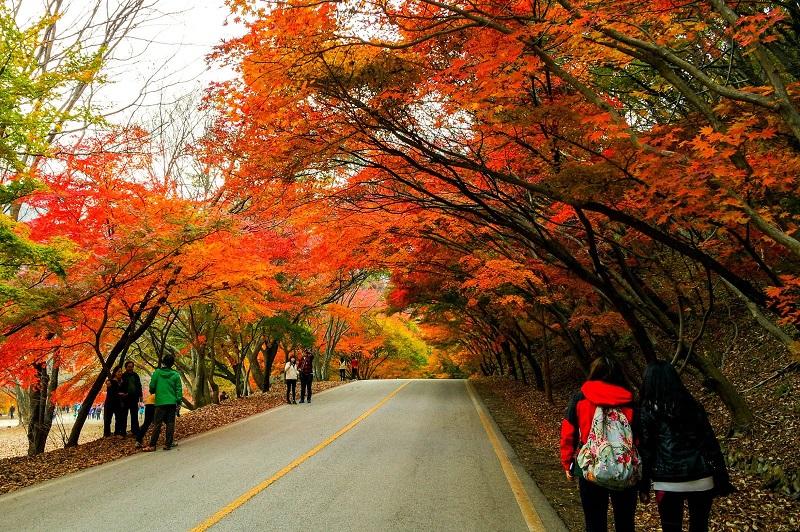 Vẻ đẹp sang thu của vườn Quốc Gia Naejangsan, Jeolla Buk Do