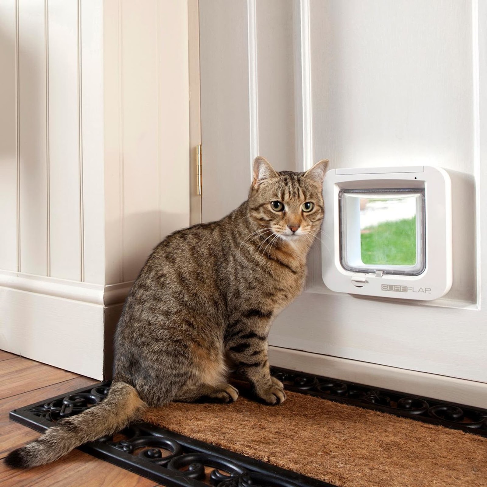Reasons to install a cat flap