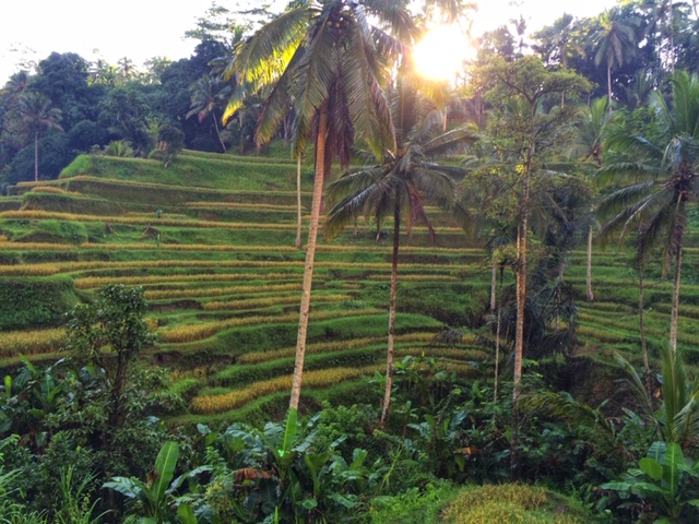 Tegalalang Rice Terrace Ubud