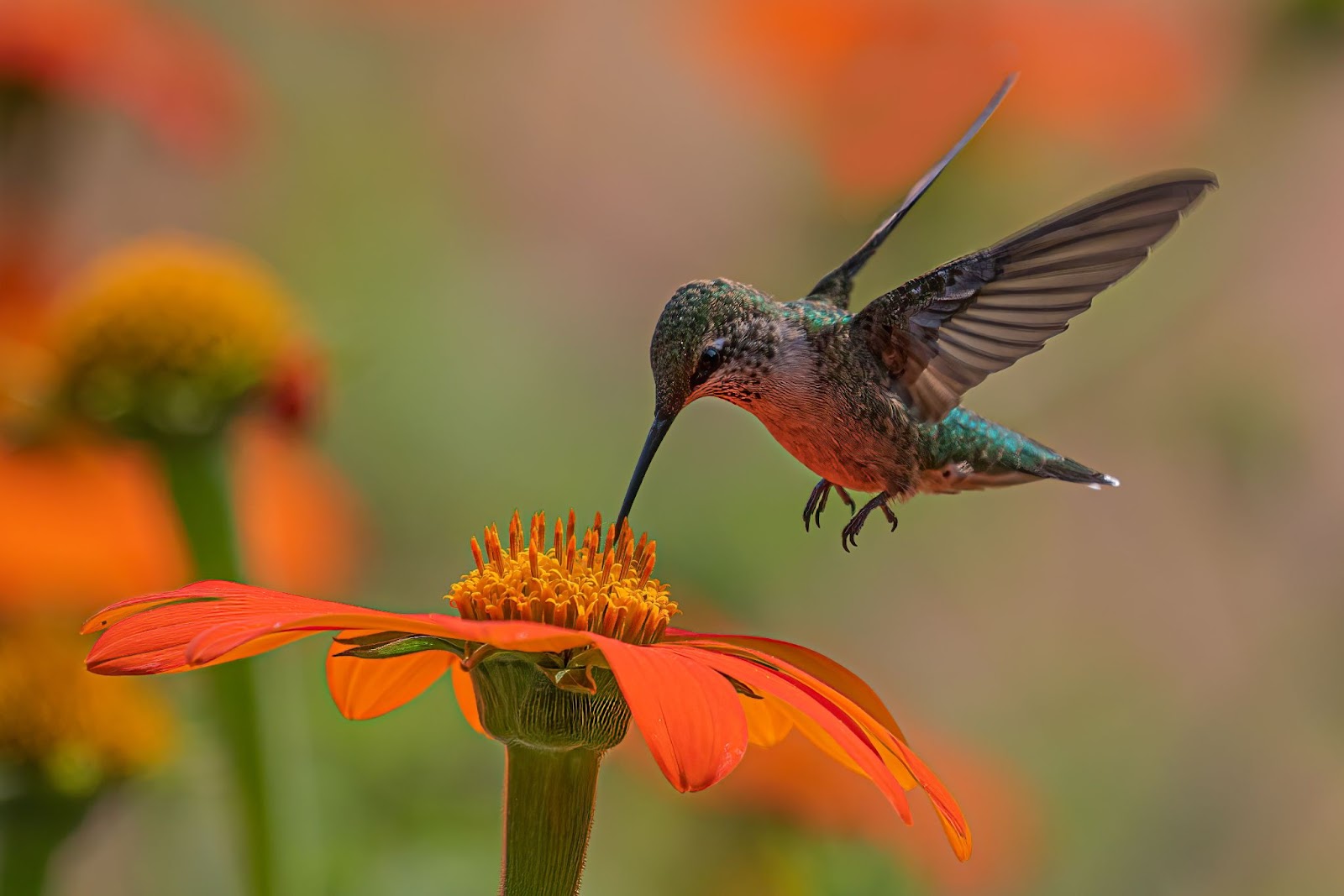 A hummingbird approaching a flower's nectar