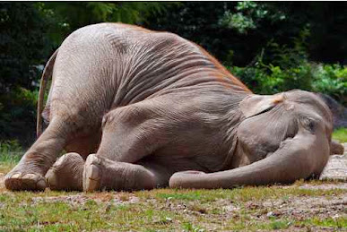 gajah binatang langka