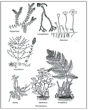 Diversity,in,living,organisms,9th,Class,Science,Cbse,ncert