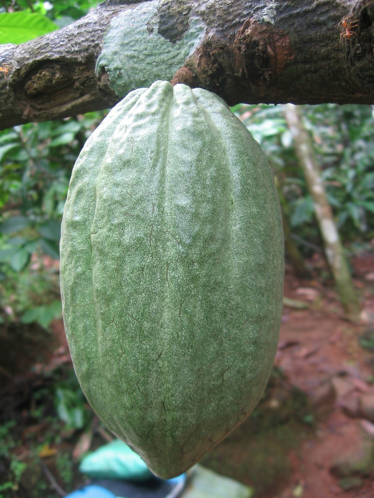 Cocoa bean, Costa Rica