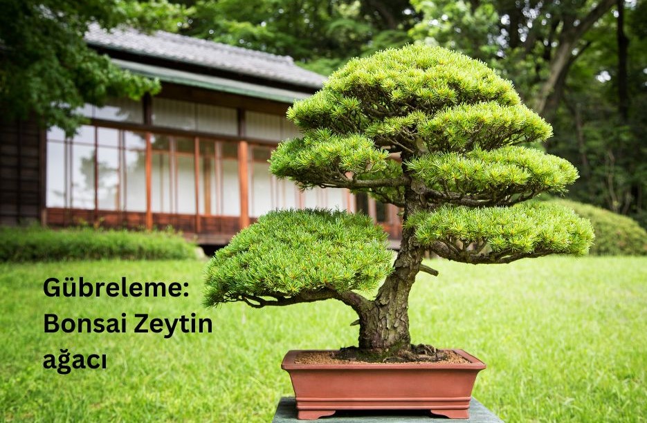 Gübreleme: Bonsai Zeytin ağacı
