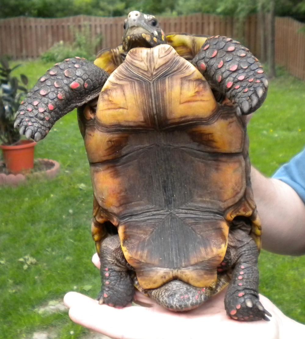 red footed tortoise