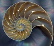 chambered nautilus