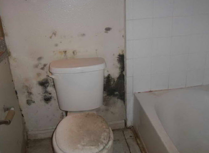 bathroom mold mitigation