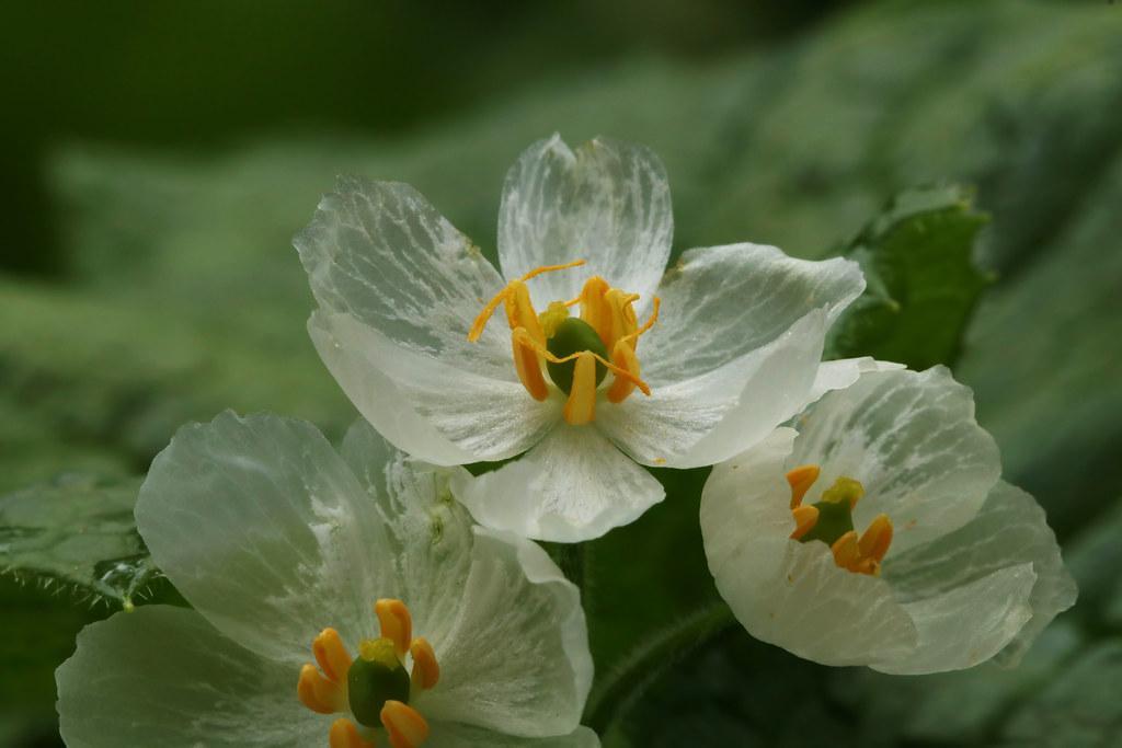Diphylleia grayi サンカヨウ | サンカヨウ（山荷葉）-1701 メギ科 サンカヨウ属 サハリン、本州中… | Flickr