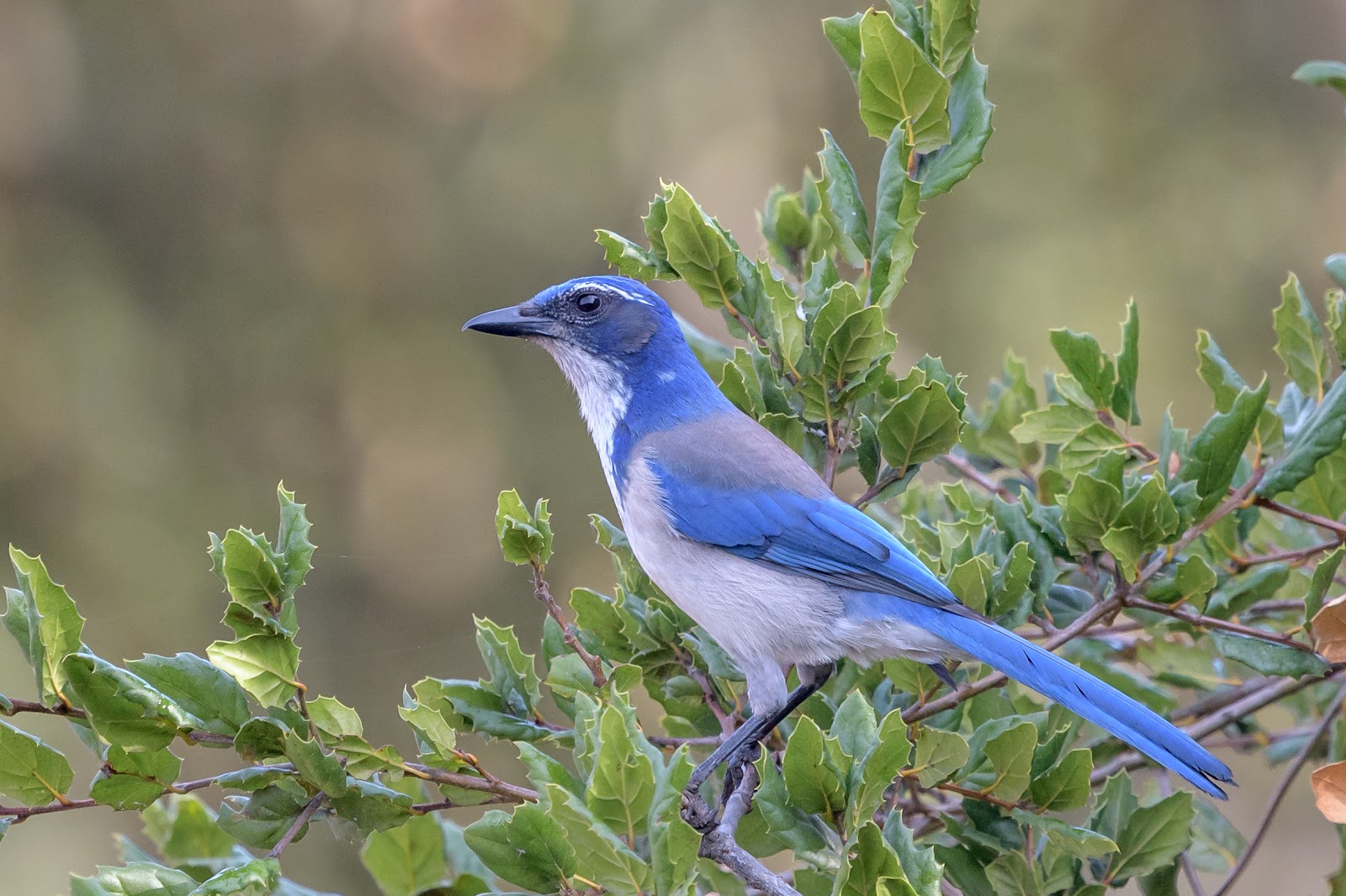Type of blue bird - the California scrub jay