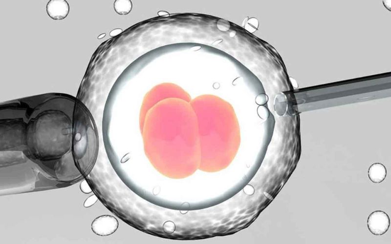 IVF là phương pháp hỗ trợ sinh sản có tỷ lệ thụ tinh thành công cao nhất
