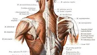 Deltamuskel, Deltamuskel Bilder Und Stockfotos Istock, Etwas weiter unten am humerusschaft verläuft in einer furche der radialnerv oder speichennerv (nervus radialis), der.